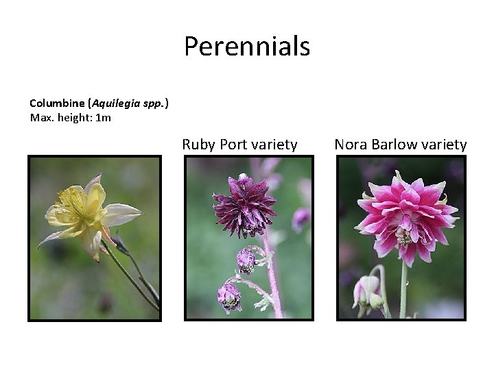 Perennials Columbine (Aquilegia spp. ) Max. height: 1 m Ruby Port variety Nora Barlow