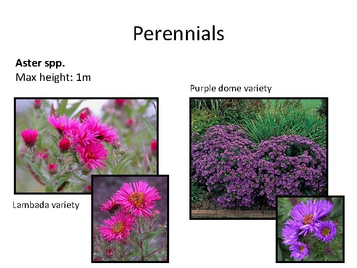 Perennials Aster spp. Max height: 1 m Lambada variety Purple dome variety 