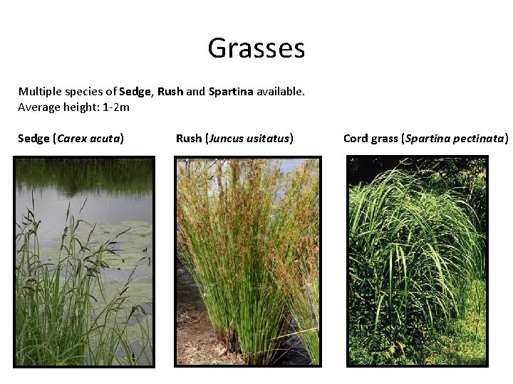 Grasses Multiple species of Sedge, Rush and Spartina available. Average height: 1 -2 m