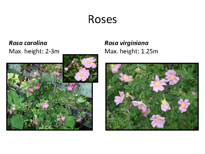 Roses Rosa carolina Max. height: 2 -3 m Rosa virginiana Max. height: 1. 25