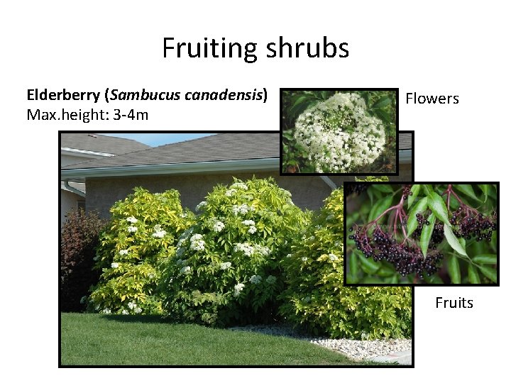 Fruiting shrubs Elderberry (Sambucus canadensis) Max. height: 3 -4 m Flowers Fruits 