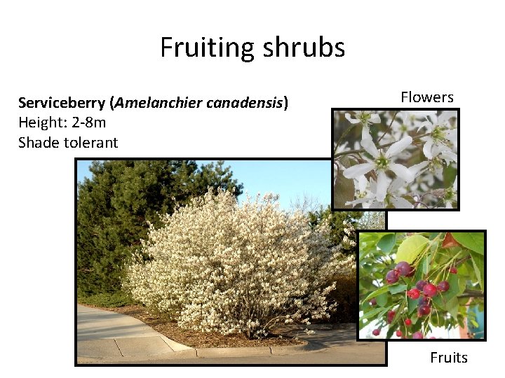 Fruiting shrubs Serviceberry (Amelanchier canadensis) Height: 2 -8 m Shade tolerant Flowers Fruits 