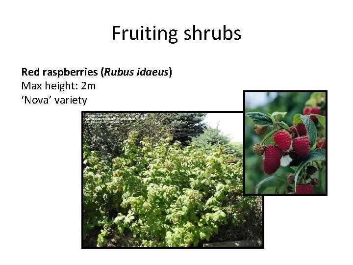 Fruiting shrubs Red raspberries (Rubus idaeus) Max height: 2 m ‘Nova’ variety 