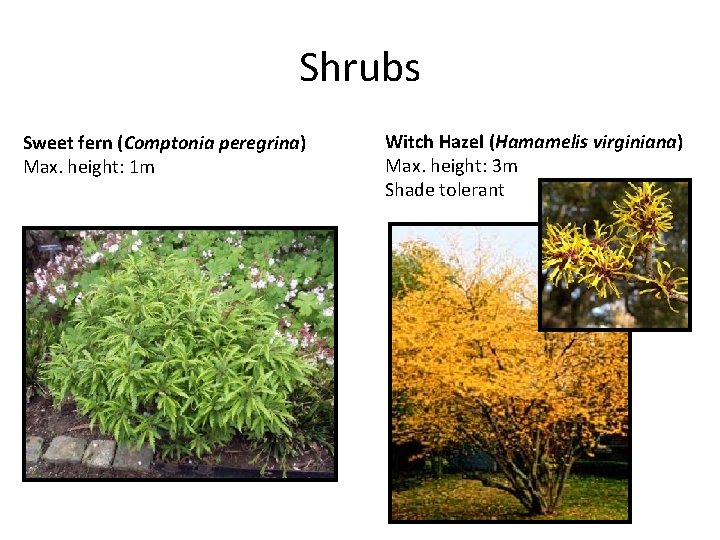 Shrubs Sweet fern (Comptonia peregrina) Max. height: 1 m Witch Hazel (Hamamelis virginiana) Max.