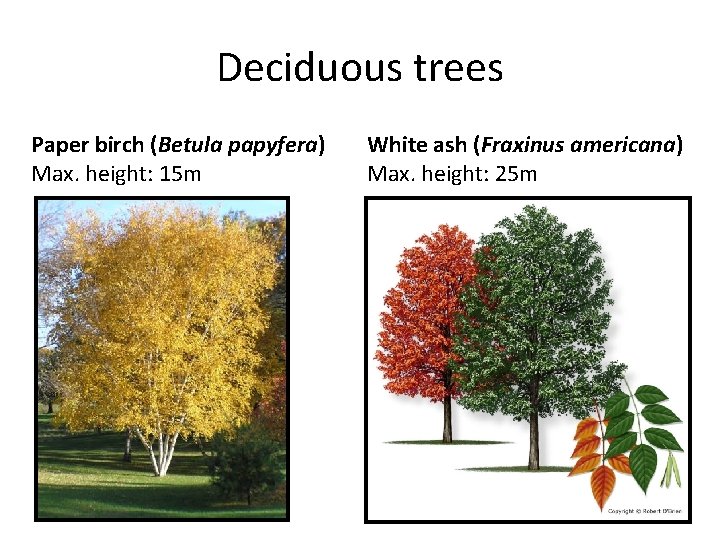 Deciduous trees Paper birch (Betula papyfera) Max. height: 15 m White ash (Fraxinus americana)