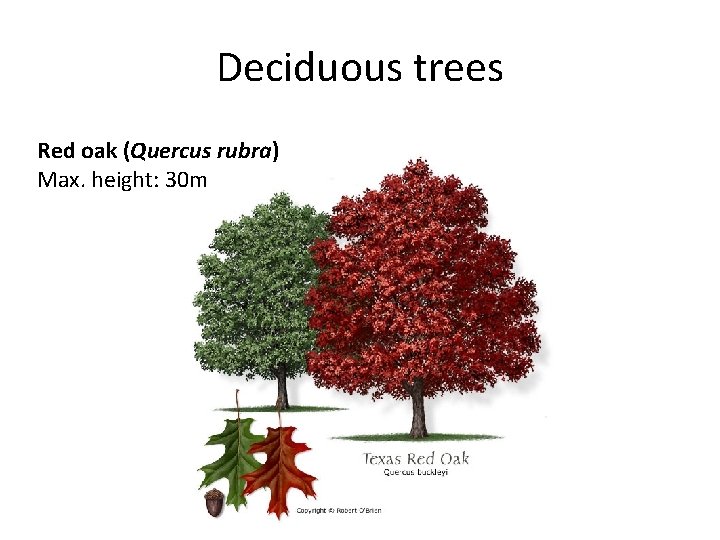 Deciduous trees Red oak (Quercus rubra) Max. height: 30 m 