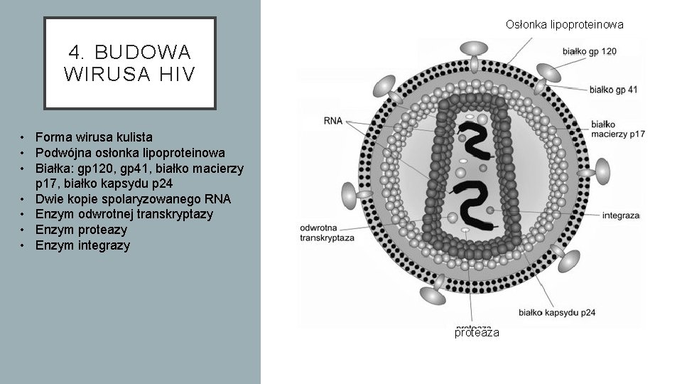 Osłonka lipoproteinowa 4. BUDOWA WIRUSA HIV • Forma wirusa kulista • Podwójna osłonka lipoproteinowa