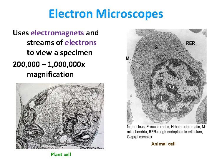 Electron Microscopes Uses electromagnets and streams of electrons to view a specimen 200, 000
