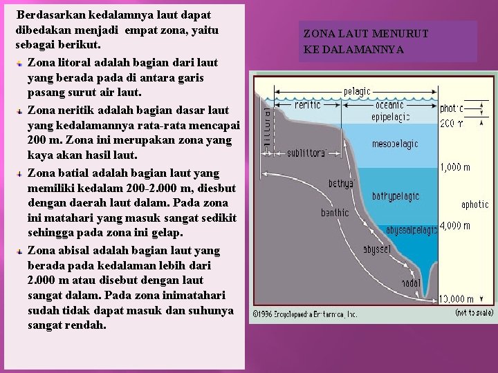 Berdasarkan kedalamnya laut dapat dibedakan menjadi empat zona, yaitu sebagai berikut. Zona litoral adalah