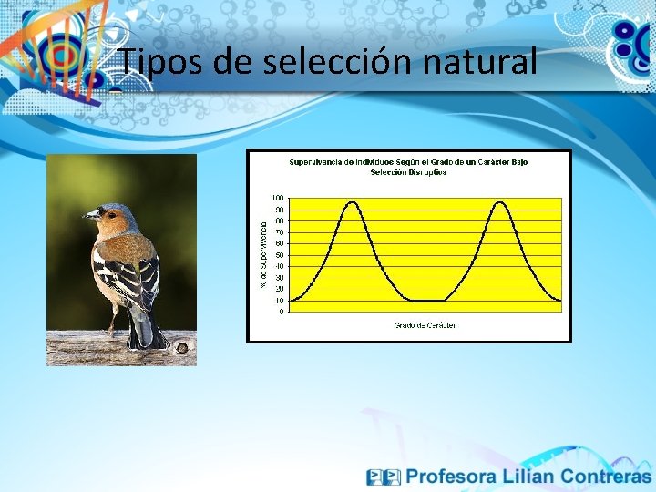 Tipos de selección natural 