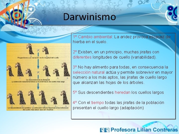 Darwinismo 1º Cambio ambiental: La aridez provoca escasez de hierba en el suelo. 2º