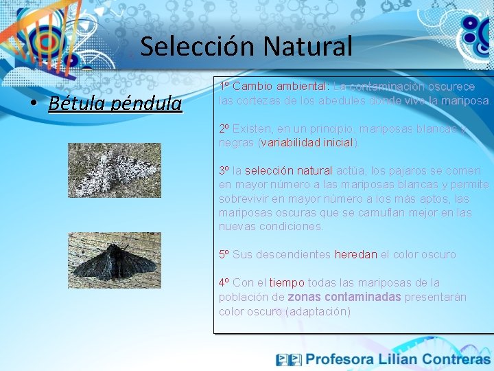 Selección Natural • Bétula péndula 1º Cambio ambiental: La contaminación oscurece las cortezas de