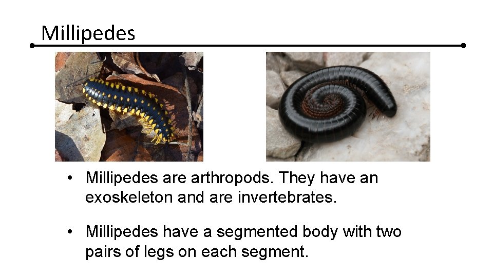 Millipedes • Millipedes are arthropods. They have an exoskeleton and are invertebrates. • Millipedes