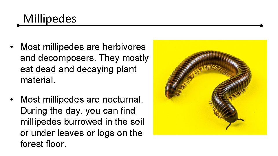 Millipedes • Most millipedes are herbivores and decomposers. They mostly eat dead and decaying