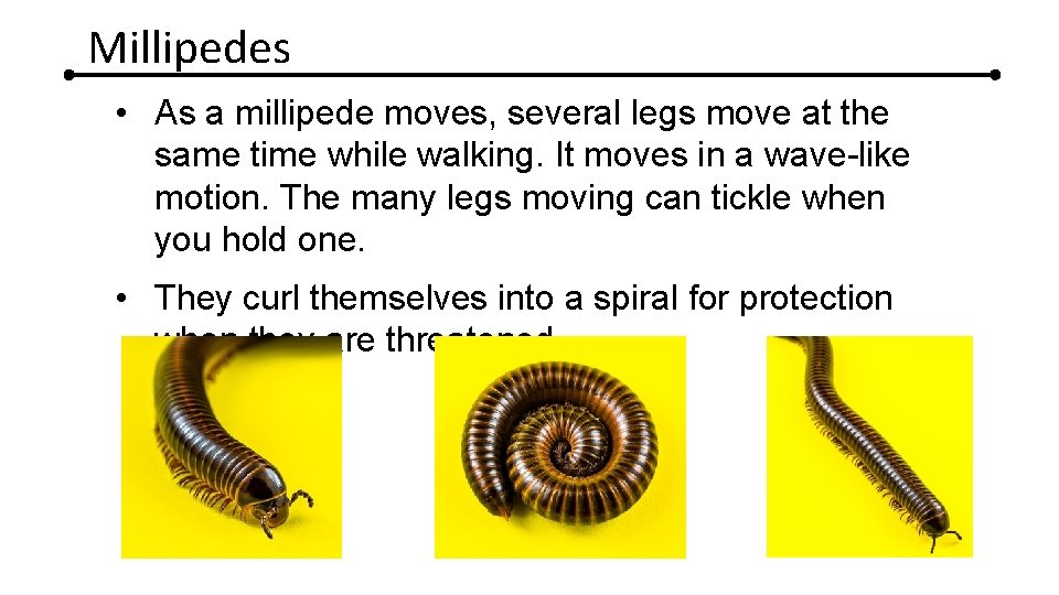 Millipedes • As a millipede moves, several legs move at the same time while