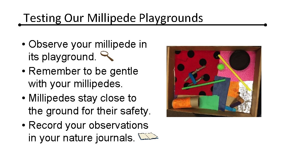 Testing Our Millipede Playgrounds • Observe your millipede in its playground. • Remember to