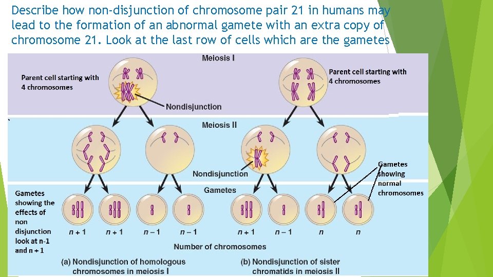 Describe how non-disjunction of chromosome pair 21 in humans may lead to the formation