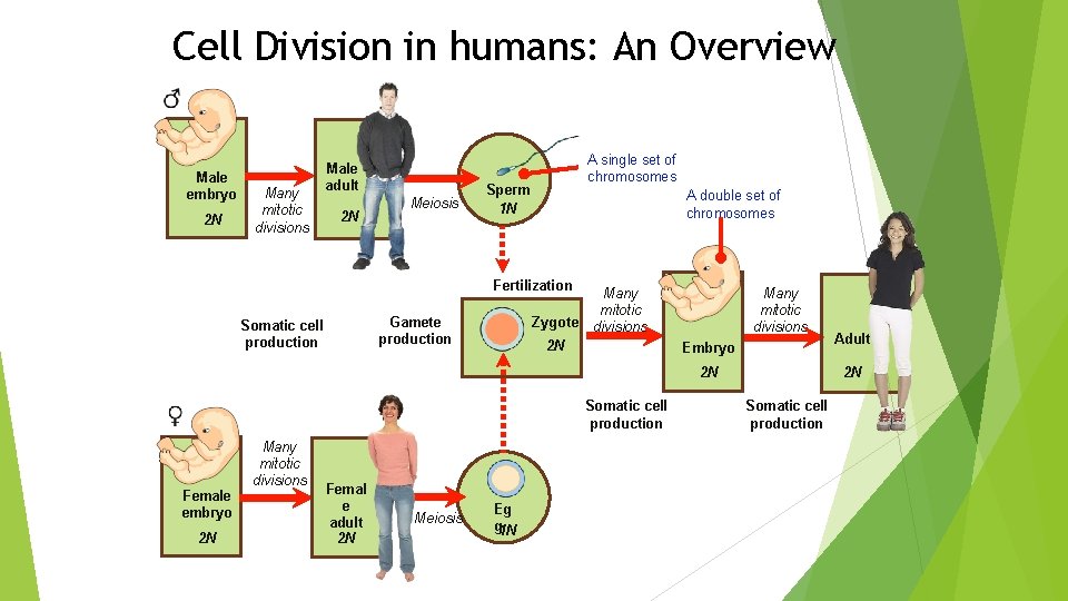Cell Division in humans: An Overview Male embryo 2 N Many mitotic divisions Male