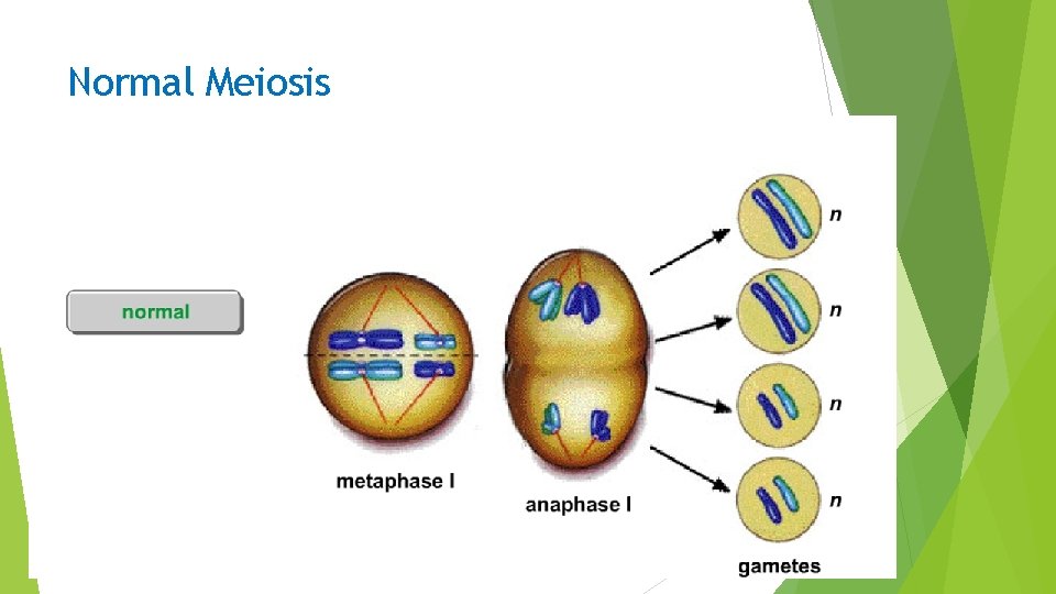 Normal Meiosis 
