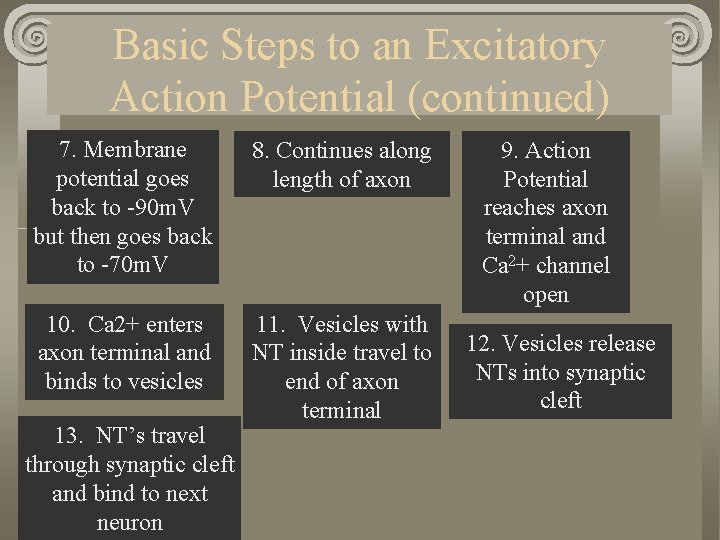 Basic Steps to an Excitatory Action Potential (continued) 7. Membrane potential goes back to