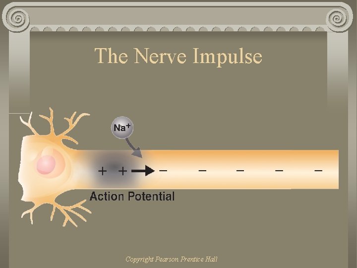 The Nerve Impulse Copyright Pearson Prentice Hall 