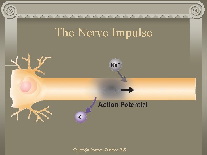 The Nerve Impulse Copyright Pearson Prentice Hall 