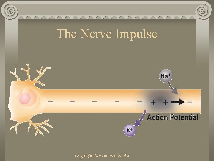 The Nerve Impulse Copyright Pearson Prentice Hall 