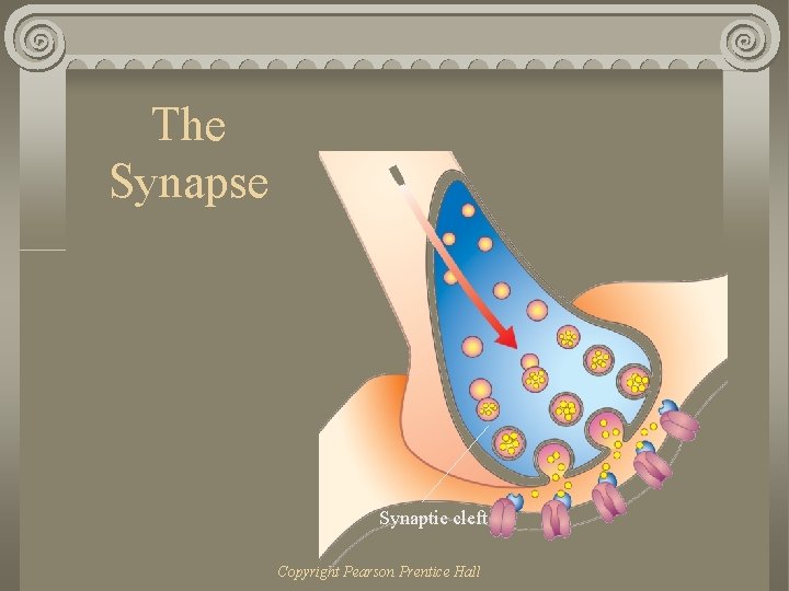 The Synapse Synaptic cleft Copyright Pearson Prentice Hall 