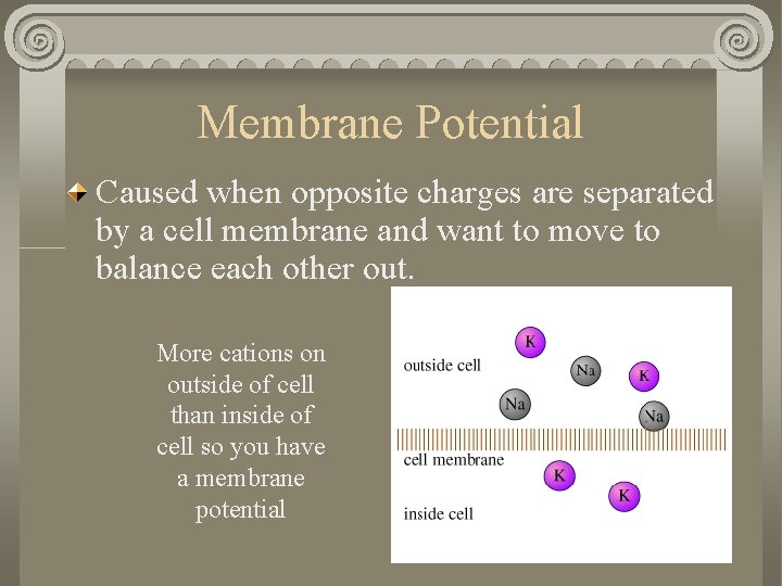 Membrane Potential Caused when opposite charges are separated by a cell membrane and want