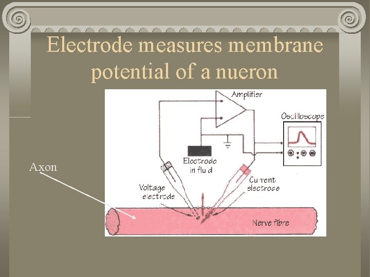Electrode measures membrane potential of a nueron Axon 