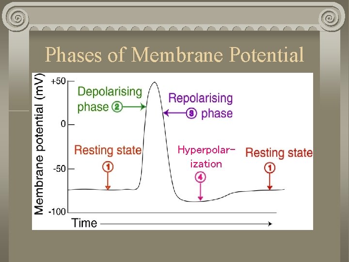 Phases of Membrane Potential Hyperpolarization 
