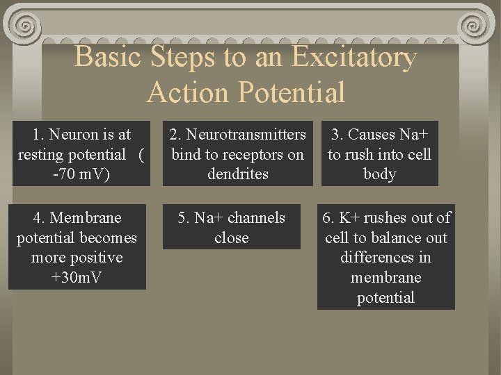 Basic Steps to an Excitatory Action Potential 1. Neuron is at resting potential (