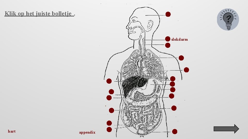 Klik op het juiste bolletje. slokdarm hart appendix 