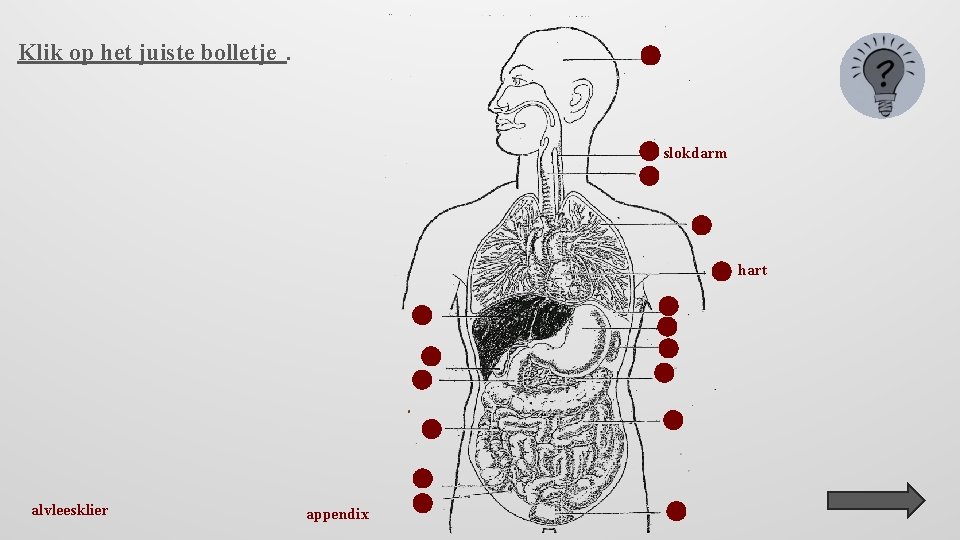 Klik op het juiste bolletje. slokdarm hart alvleesklier appendix 