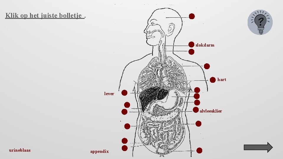 Klik op het juiste bolletje. slokdarm hart lever alvleesklier urineblaas appendix 