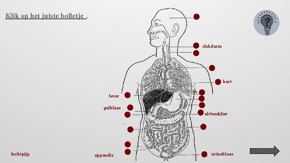 Klik op het juiste bolletje. slokdarm hart lever galblaas alvleesklier luchtpijp appendix urineblaas 