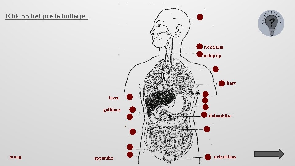 Klik op het juiste bolletje. slokdarm luchtpijp hart lever galblaas alvleesklier maag appendix urineblaas