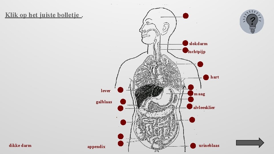 Klik op het juiste bolletje. slokdarm luchtpijp hart lever maag galblaas alvleesklier dikke darm