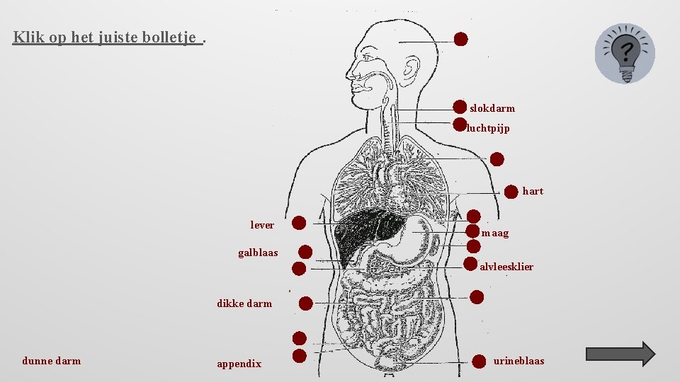 Klik op het juiste bolletje. slokdarm luchtpijp hart lever maag galblaas alvleesklier dikke darm