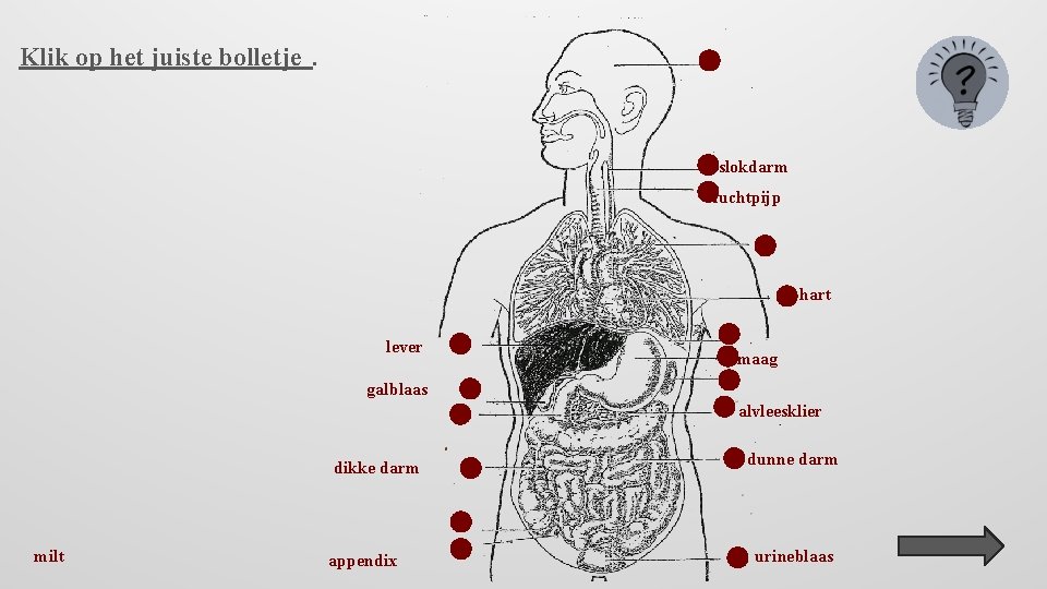 Klik op het juiste bolletje. slokdarm luchtpijp hart lever maag galblaas alvleesklier dikke darm