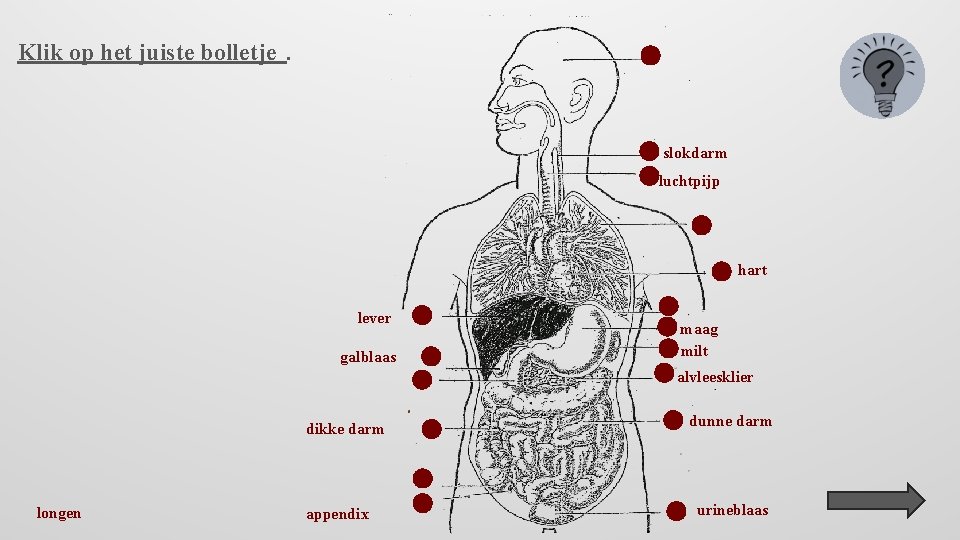 Klik op het juiste bolletje. slokdarm luchtpijp hart lever galblaas maag milt alvleesklier dikke