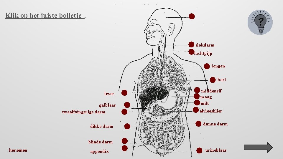 Klik op het juiste bolletje. slokdarm luchtpijp longen hart lever galblaas twaalfvingerige darm dikke