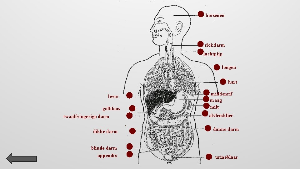 hersenen slokdarm luchtpijp longen hart lever galblaas twaalfvingerige darm middenrif maag milt alvleesklier dikke