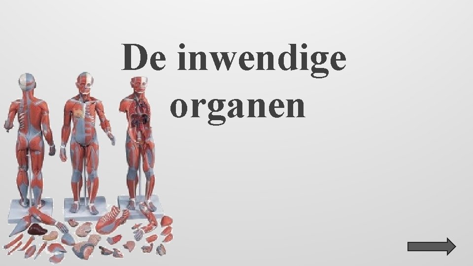 De inwendige organen 