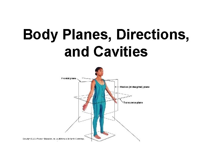 Body Planes, Directions, and Cavities 