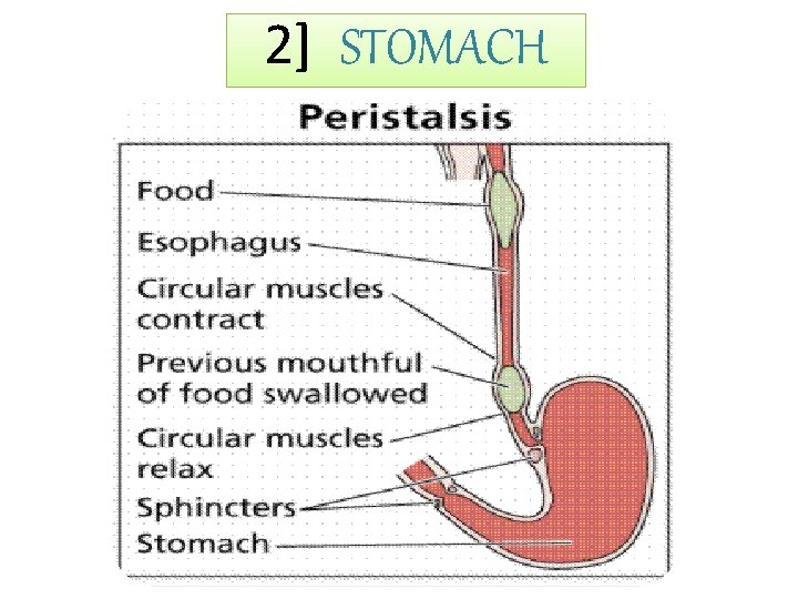 2] STOMACH 