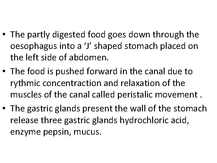  • The partly digested food goes down through the oesophagus into a ‘J’