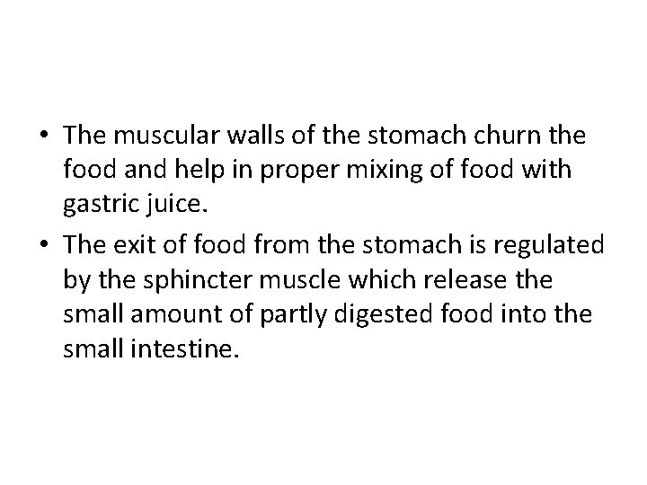  • The muscular walls of the stomach churn the food and help in