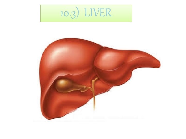 10. 3) LIVER 