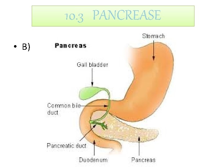 10. 3 PANCREASE • B) 